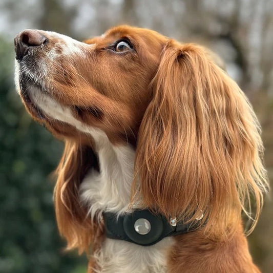 WypTrack AirTag Dog Collar